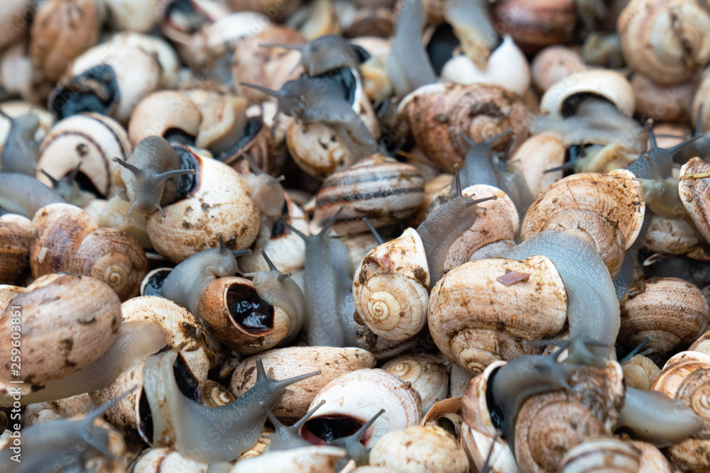 Raw snails at a street Market in Venice, Italy. Raw snails at a street Market in Venice, Italy.