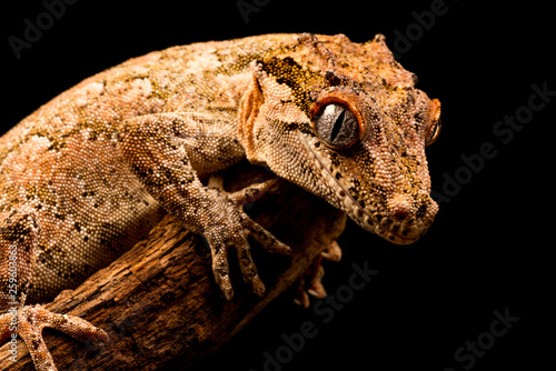 Gargoyle gecko (Rhacodactylus auriculatus) or New Caledonian bumpy gecko is a species of gecko found only on the southern end of New Caledonia island.