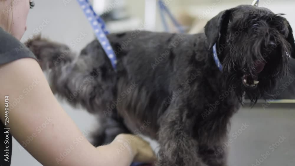 Groomer using brush on dog. Pet grooming salon. Grooming a little dog in pet grooming, hairdressing salon for dogs. Groomer using brush on dog. Pet grooming salon. Grooming a little dog in pet grooming, hairdressing salon for dogs.
