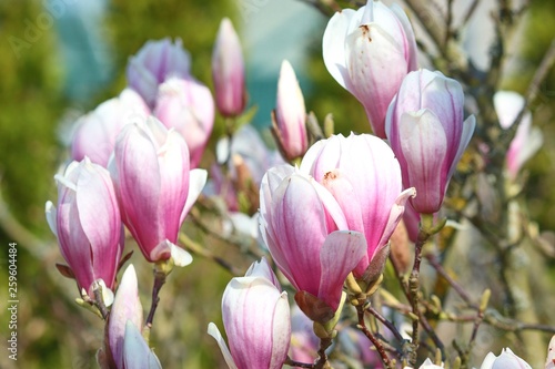 Blüten einer Magnolie