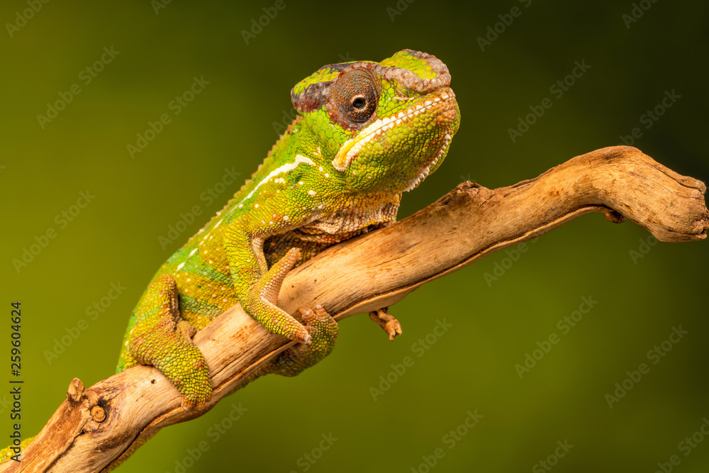 Panther chameleon (Furcifer pardalis) is a species of chameleon found in the eastern and northern parts of Madagascar. Closeup with selective focus. Panther chameleon (Furcifer pardalis) is a species of chameleon found in the eastern and northern parts of Madagascar. Closeup with selective focus.