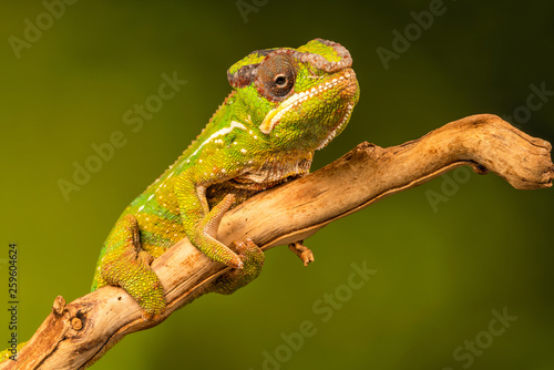 Panther chameleon (Furcifer pardalis) is a species of chameleon found in the eastern and northern parts of Madagascar. Closeup with selective focus.