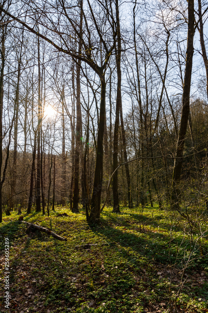 Erste Sonnenstrahlen durch die Bäume im Frühling Erste Sonnenstrahlen durch die Bäume im Frühling