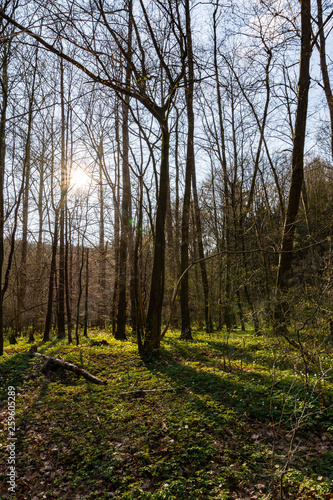 Fototapeta Naklejka Na Ścianę i Meble -  Erste Sonnenstrahlen durch die Bäume im Frühling