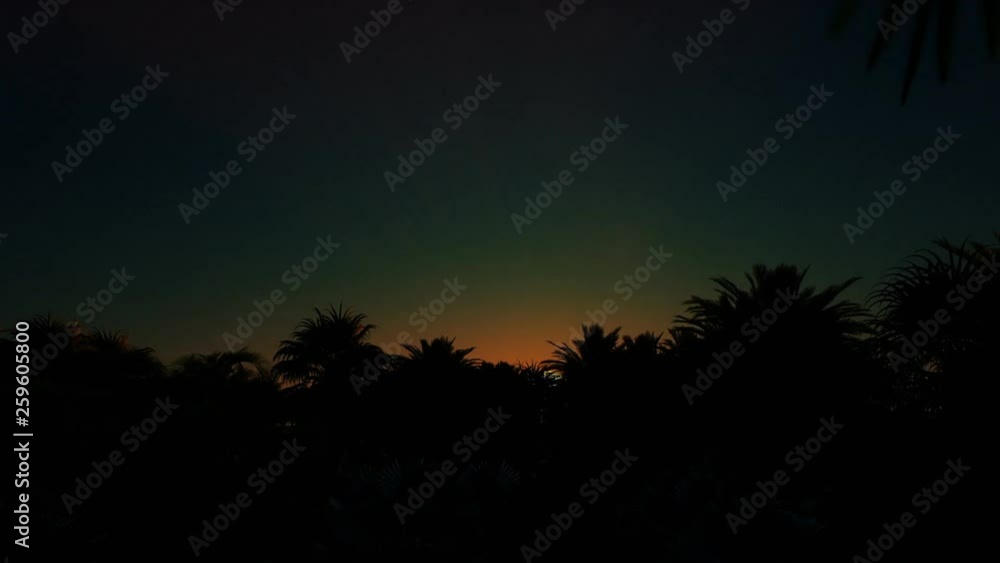 Night turns day over palm tree forest Night turns day over palm tree forest