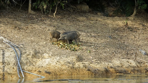 wildbeasts on shore of chiao lan lake in thailand photo