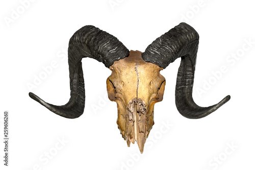 Ram skull with black horns, isolated on white background. High resolution photo