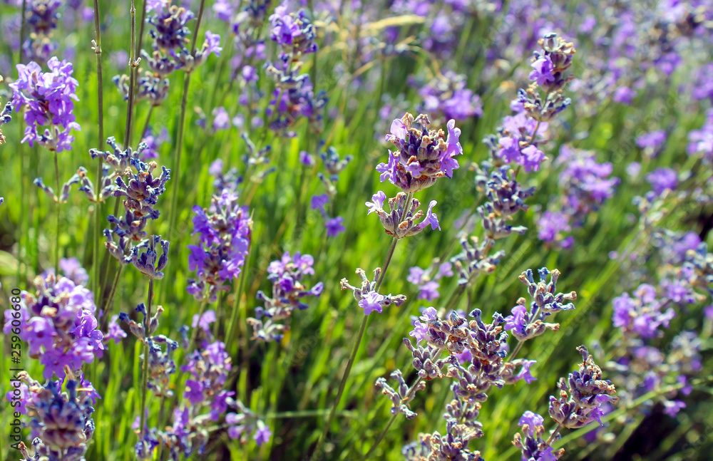 Obraz premium lavender branches during flowering