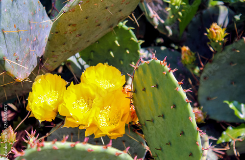 cactus with yellow flowers © Александр Володьков