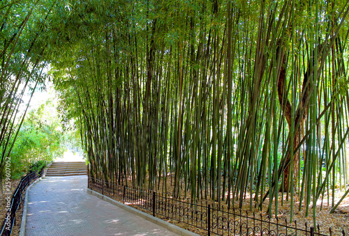 bamboo alley in the park