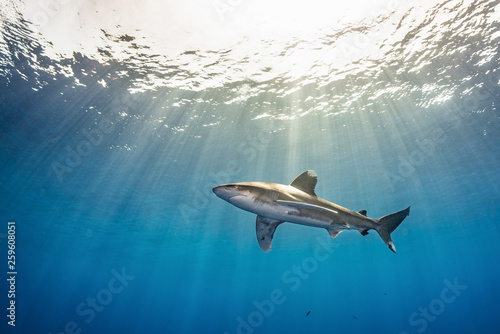 Wallpaper Mural Hai Longimanus im Meer vor den Brother Islands in Ägypten Torontodigital.ca