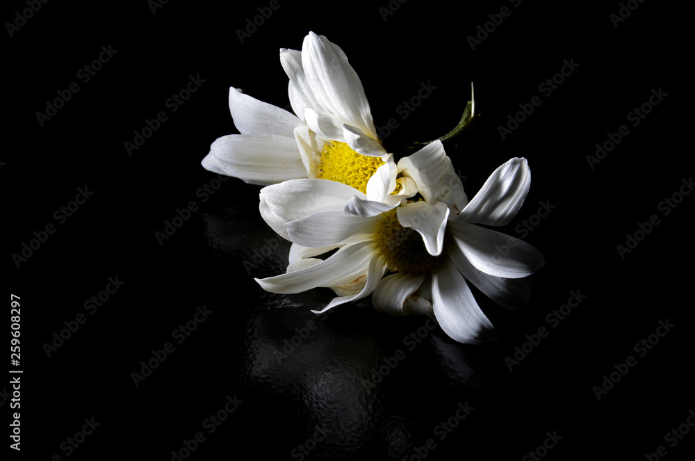 white flower daisy isolated on black background white flower daisy isolated on black background