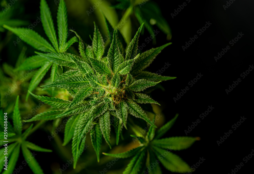 Afghan kush special variety of marijuana flower with black background Afghan kush special variety of marijuana flower with black background