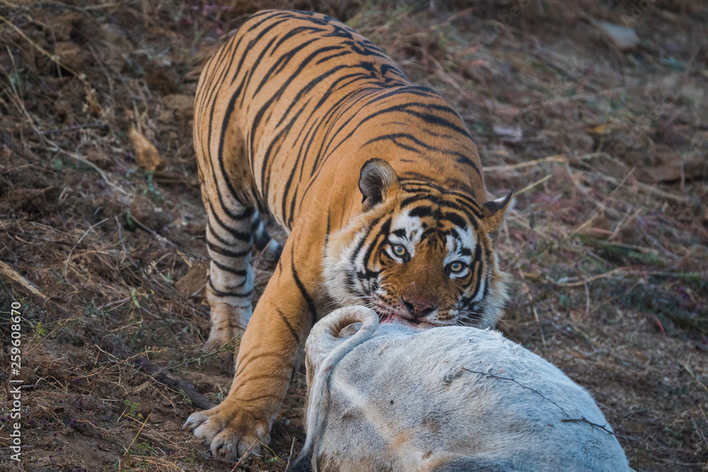Conservation issue A dominant male tiger killed a domestic animal cow at  buffer zone of Ranthambore National Park, India Stock Photo | Adobe Stock