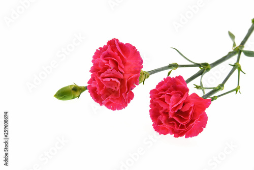 red carnation isolated  on white background