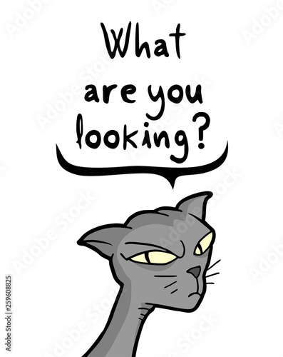 angry cat talking