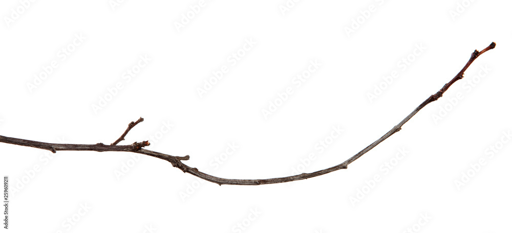 Obraz premium Branch of plum fruit tree with buds on an isolated white background.
