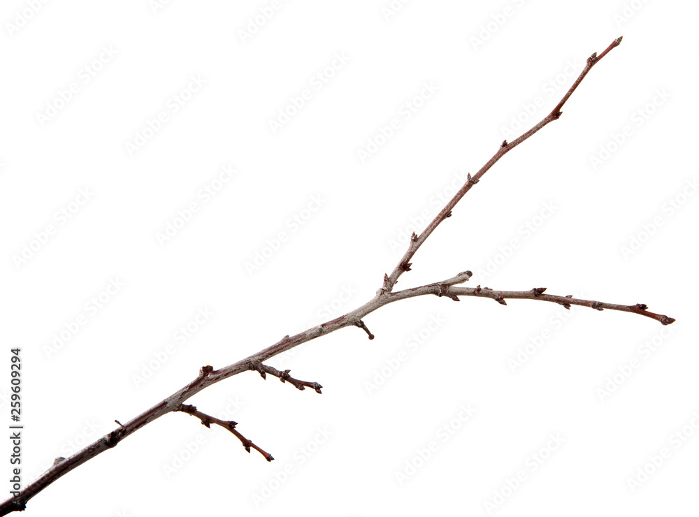 Branch of plum fruit tree with buds on an isolated white background. Branch of plum fruit tree with buds on an isolated white background.