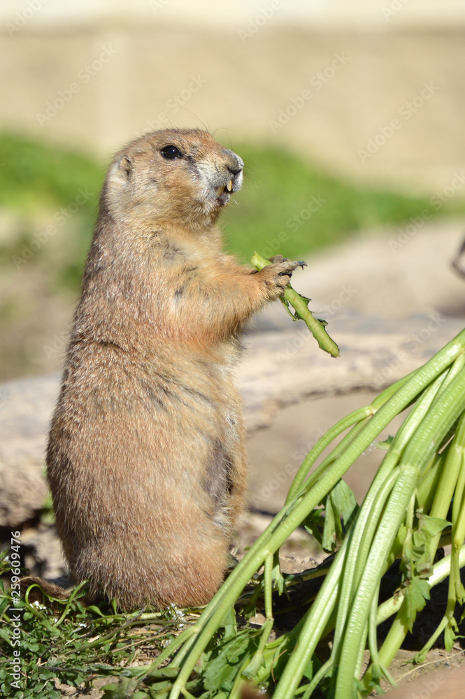 Prairie dog showing teeth