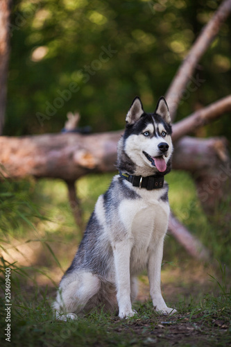 Husky dog in a woods