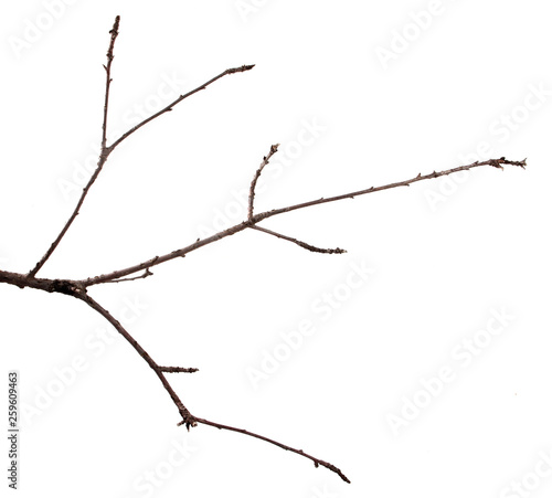 Branch of fruit cherry tree on an isolated white background.