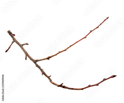 Branch of apricot fruit tree on an isolated white background.