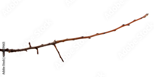 Branch of apricot fruit tree on an isolated white background.