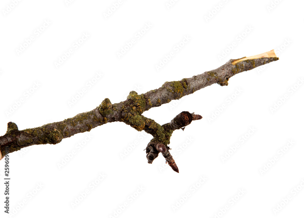 Fototapeta premium A branch of pear fruit tree on an isolated white background.