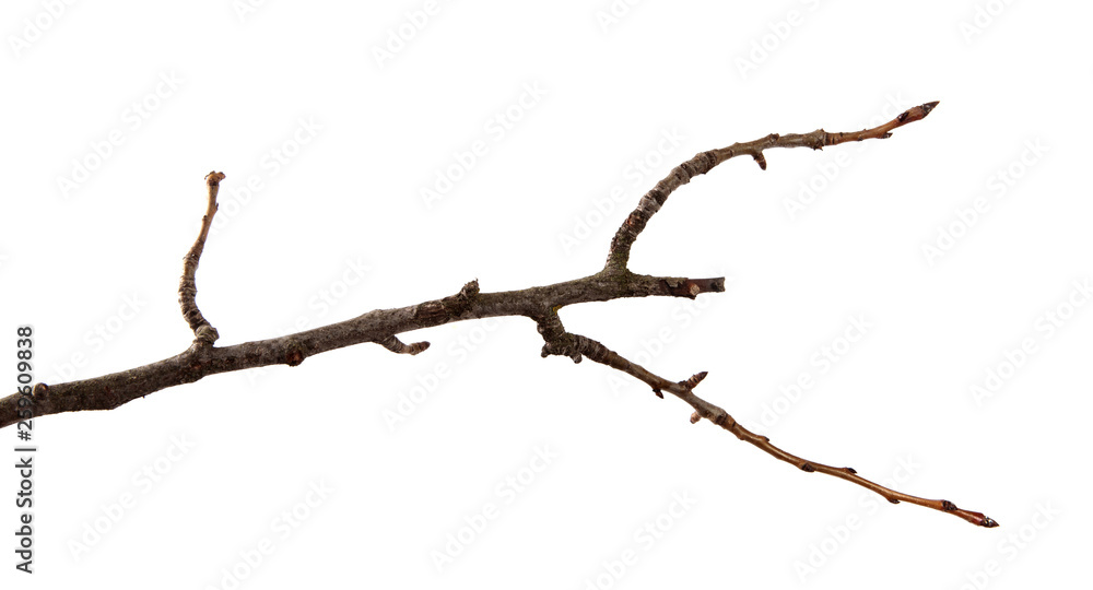 Branch of fruit cherry tree on an isolated white background. Branch of fruit cherry tree on an isolated white background.