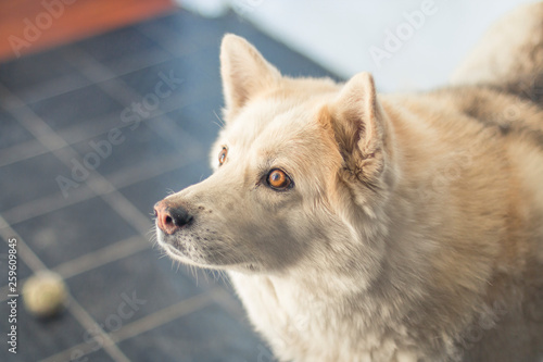White Dog Portrait 