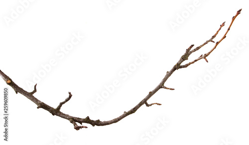 Branch of fruit cherry tree on an isolated white background.