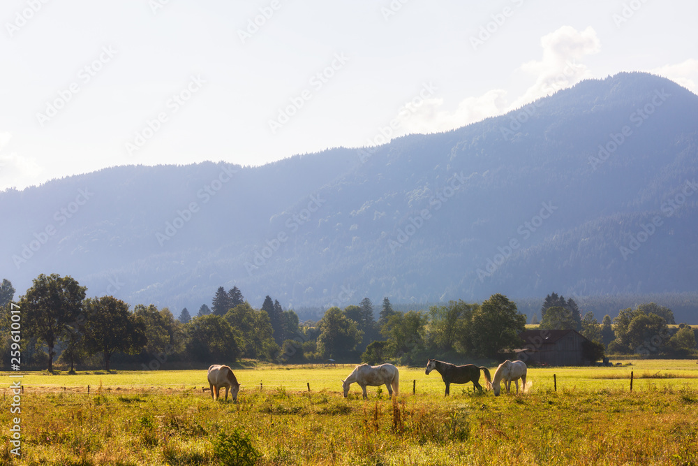 Beautiful summer morning landscape with horses on foreground Beautiful summer morning landscape with horses on foreground