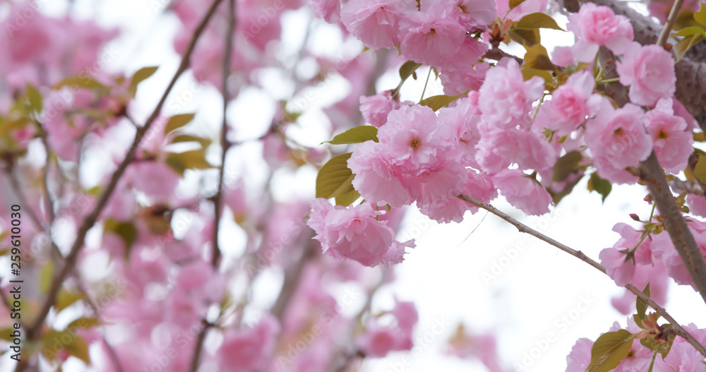 Pink sakura cherry blossom Pink sakura cherry blossom