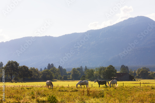 Beautiful summer morning landscape with horses on foreground