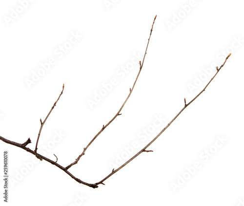 Branch of fruit tree on an isolated white background.