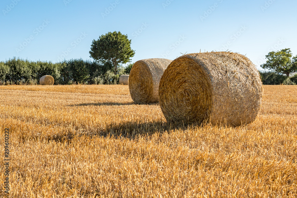 Hay bales in a Ploughed Field in Sussex, on a Sunny Summers Evening