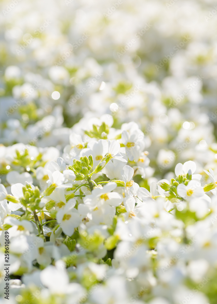 Flowering arabis in the summer garden with shallow depth of field effect. Flowering arabis in the summer garden with shallow depth of field effect.