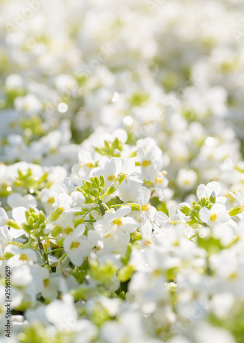 Flowering arabis in the summer garden with shallow depth of field effect.