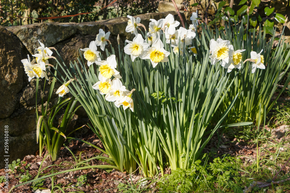 Yellow and white narcissus flowers in a garden during spring Yellow and white narcissus flowers in a garden during spring