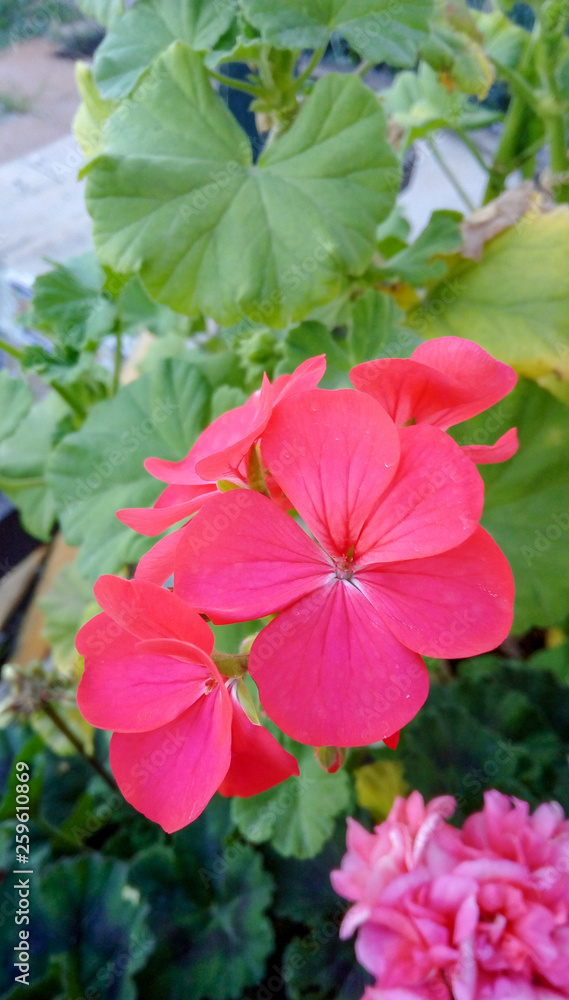 Flor rosa Flor rosa