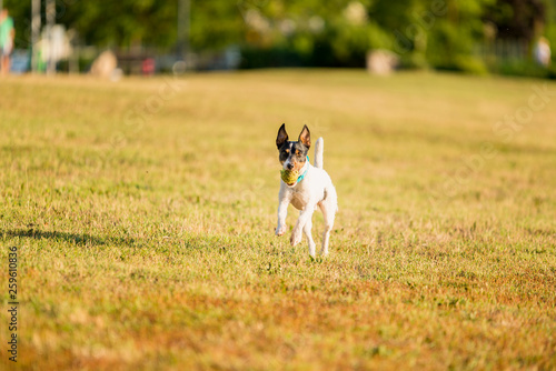 Parson Russell Terrier dog playing with ball, running, jumping, in nature, outdoors, park at sunset 