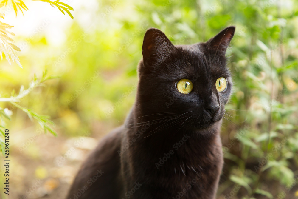 Bombay cute black cat portrait outdoor in nature in spring, summer garden in sunlight close up