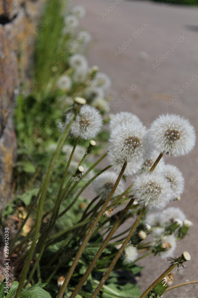 blooming dandelions at the sidewalk blooming dandelions at the sidewalk