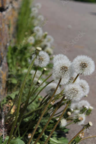 blooming dandelions at the sidewalk