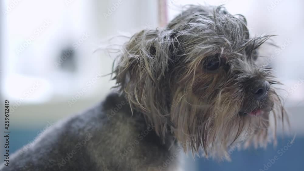 Yorkshire Terrier in pet grooming salon. Pet care. Adorable dog in barber pet. Pet grooming salon. Yorkshire Terrier in pet grooming salon. Pet care. Adorable dog in barber pet. Pet grooming salon.