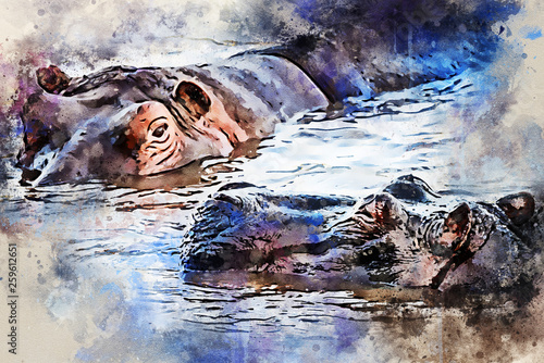 Watercolor painting of hippo or Hippopotamus amphibius in water