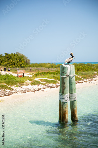 Foto Pelican Perched on Pole at Dry Tortugas Fort Jefferson National Park