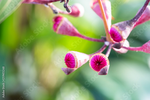 Detail of corymbia tychocarpa plant photo
