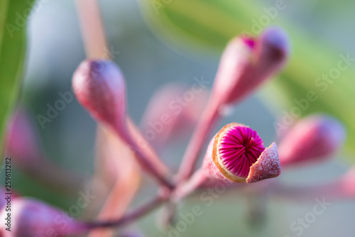 Detail of corymbia tychocarpa plant photo