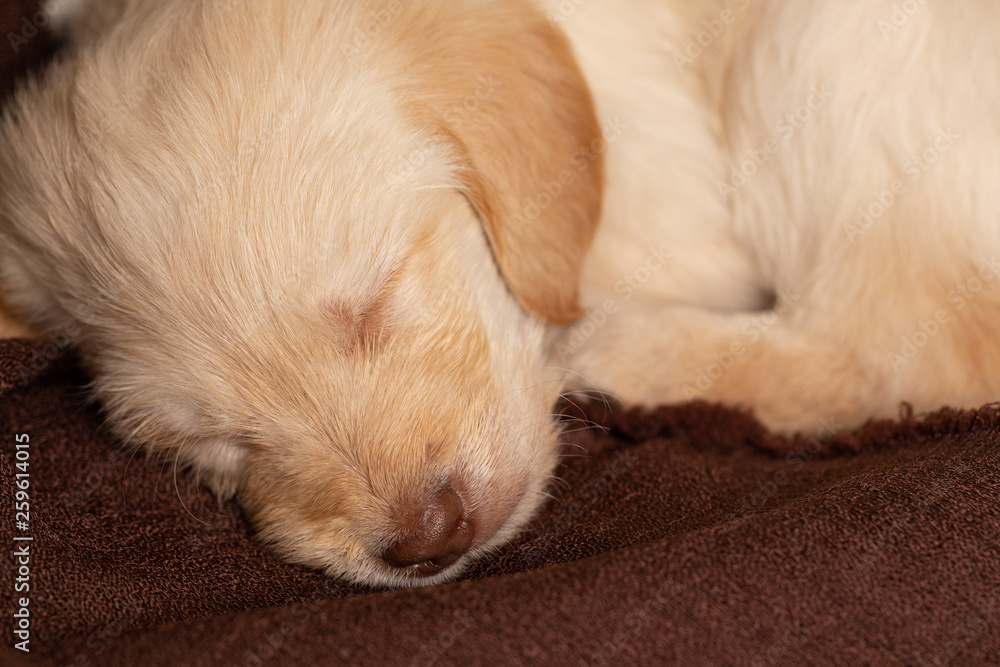 Close up of cute lab puppy sleeping on brown blanket